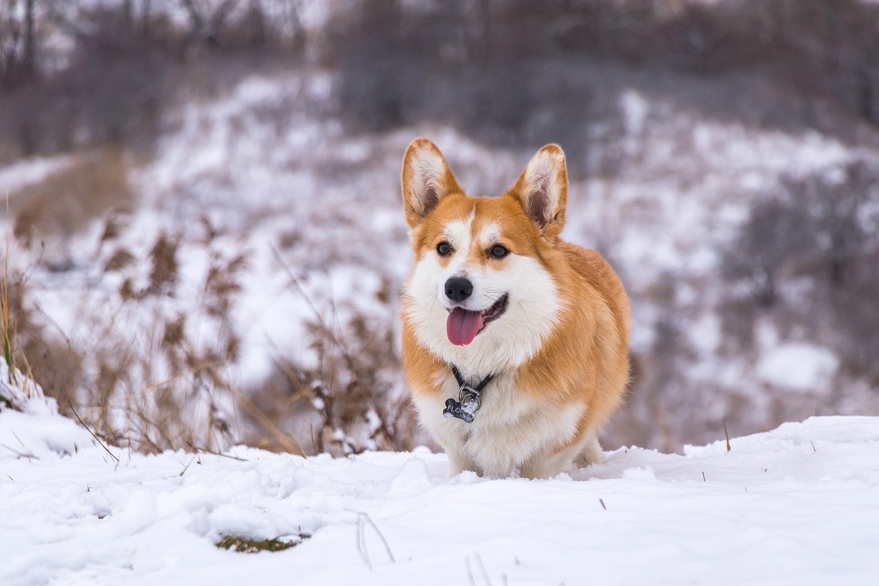 animal-6902489_1280.jpg
